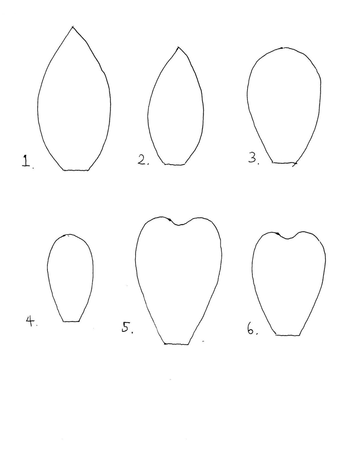 Текстура цветка лепестка