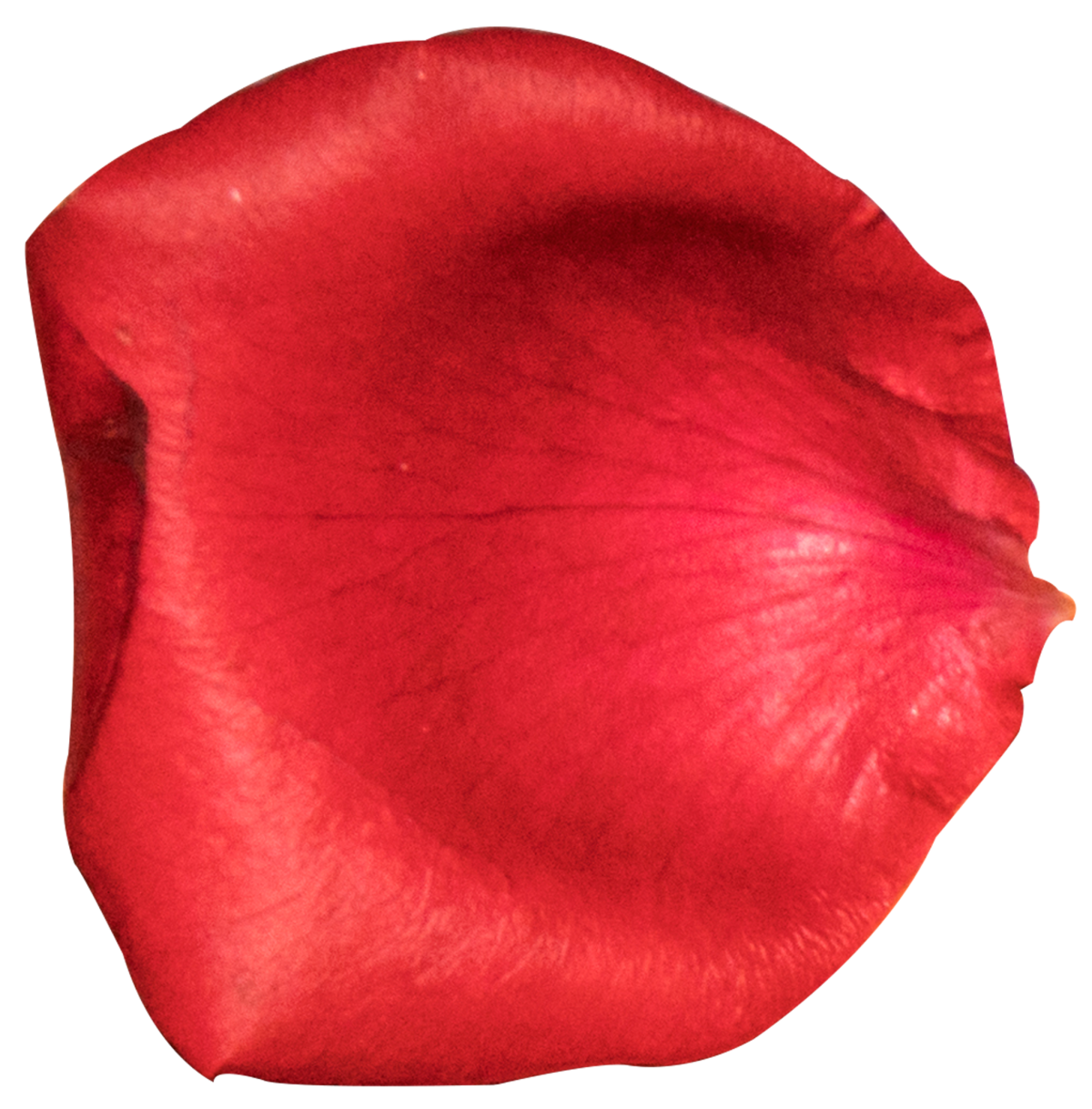 Ромашка для детей