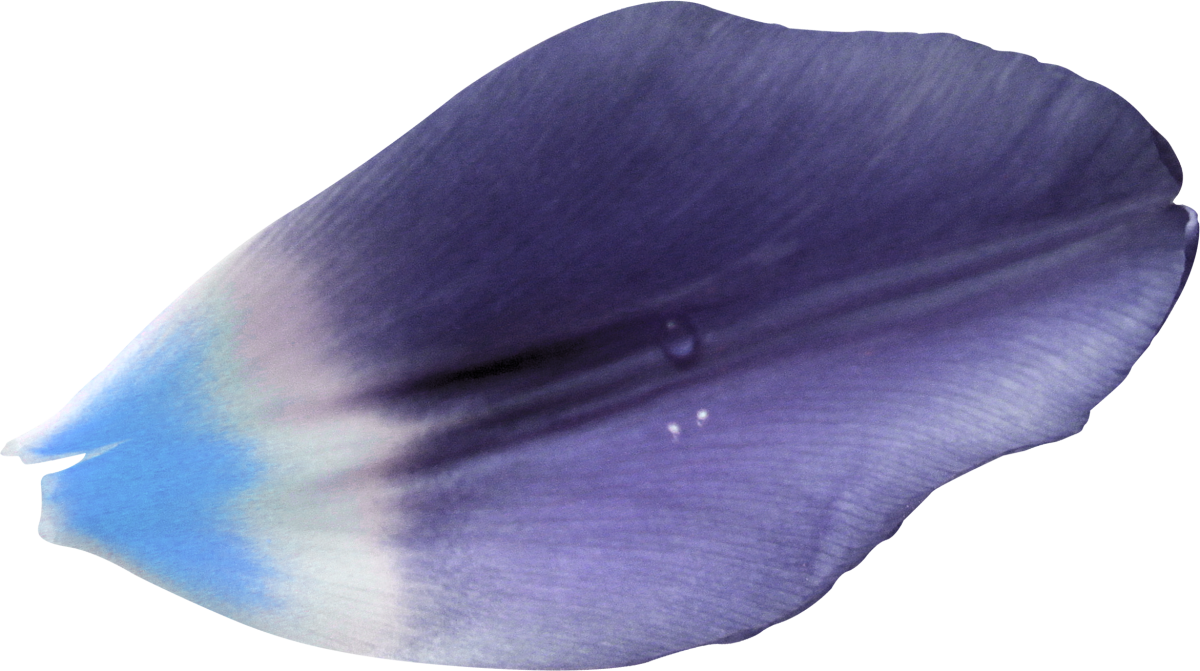 Лепестки роз