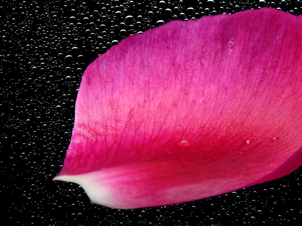 Цветы из цветной бумаги