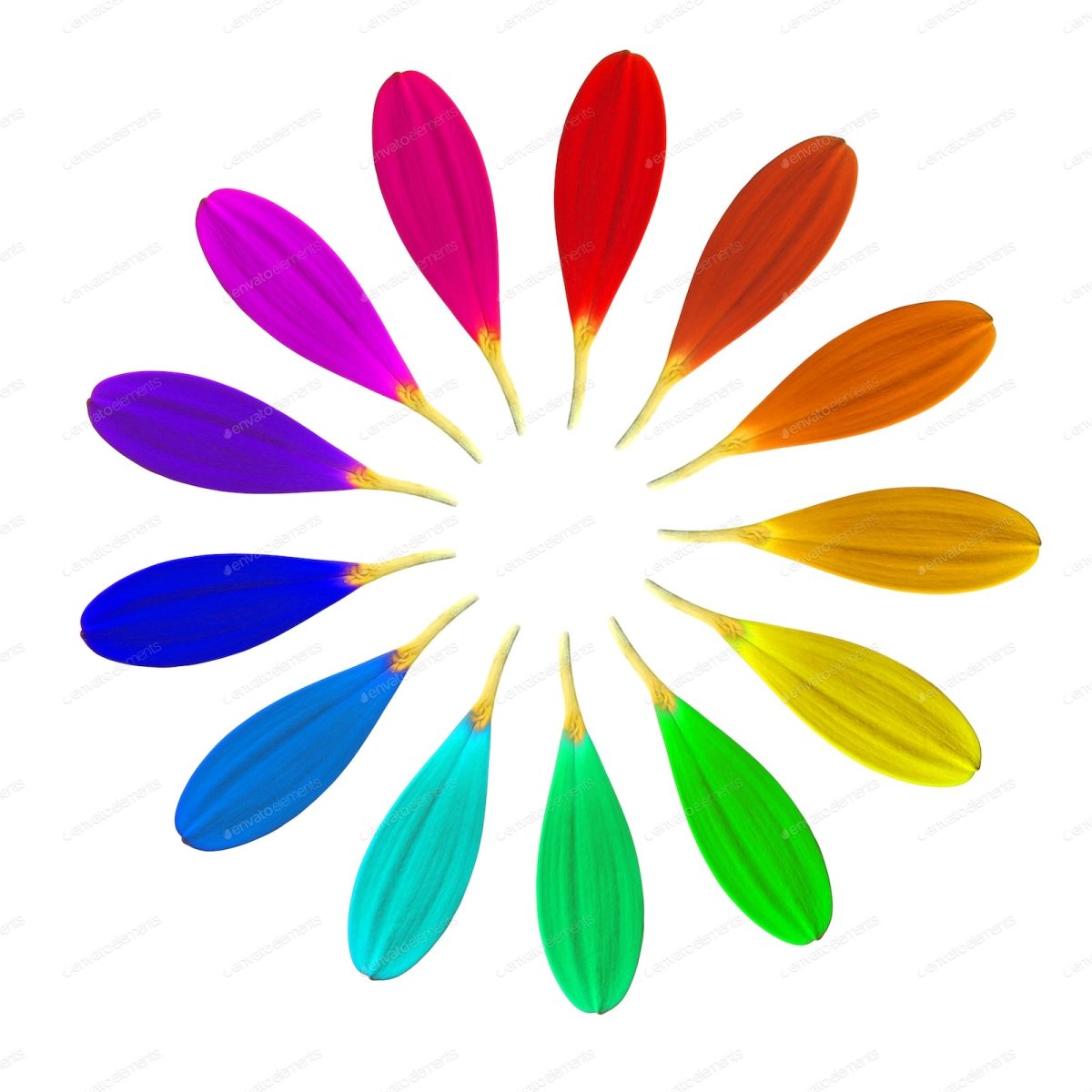 Розовые лепестки на белом фоне