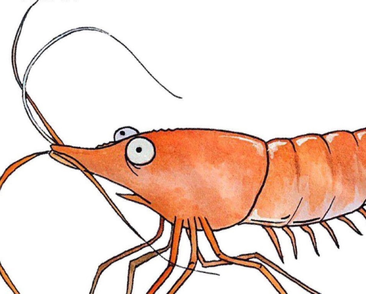 Креветка забавная