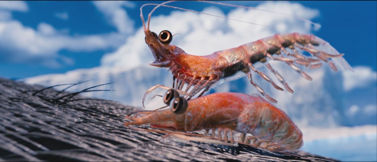 Креветка сидит за компьютером