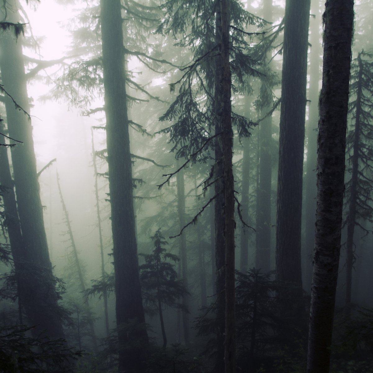 Хвойный лес в тумане