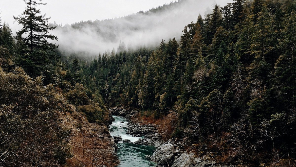 Леса вид сверху