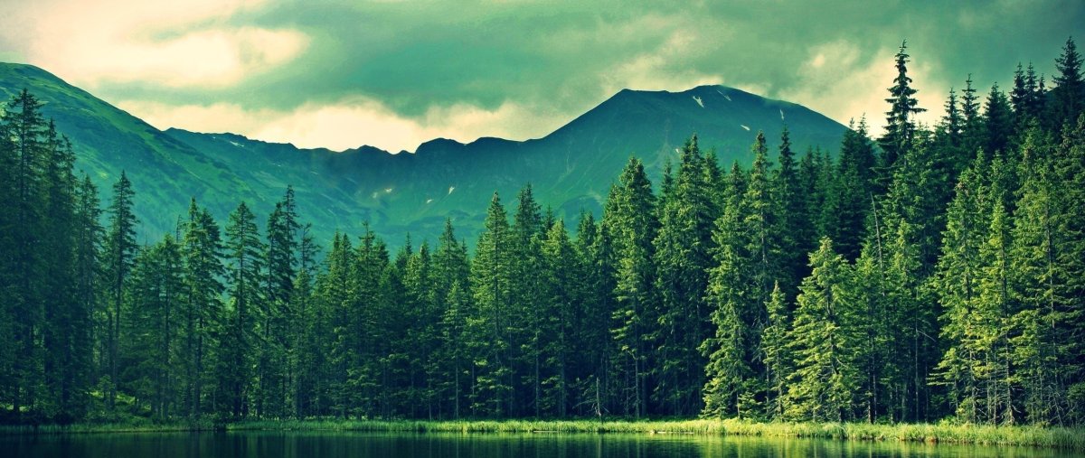 Сосновый лес вид сверху