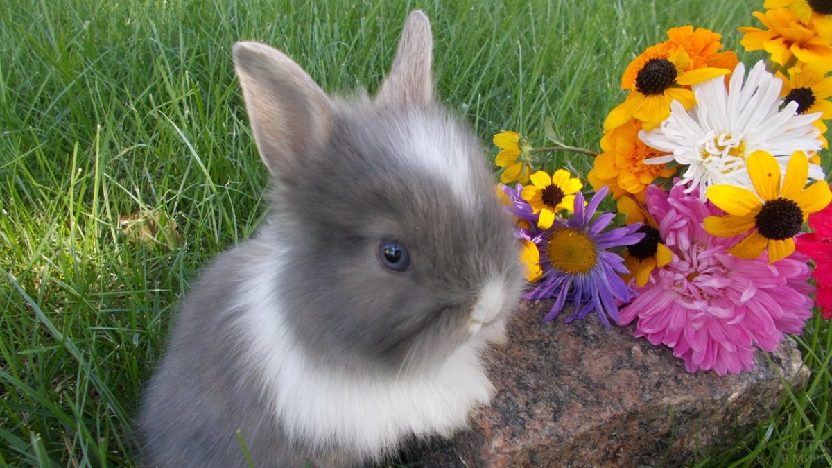 Карликовый кролик Пигмей