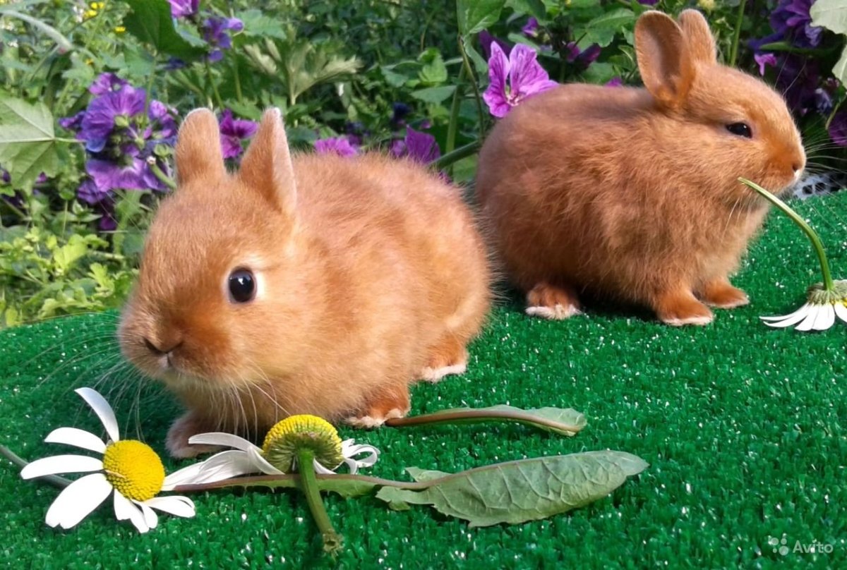 Кролики декоративные Карликовые