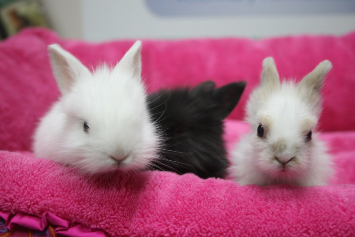 Красивые декоративные кролики