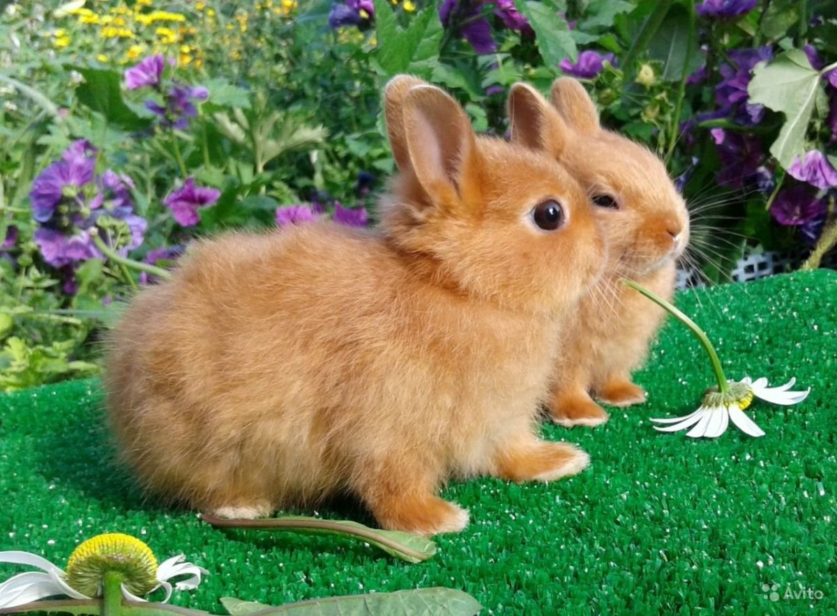 Беличий карликовый кролик
