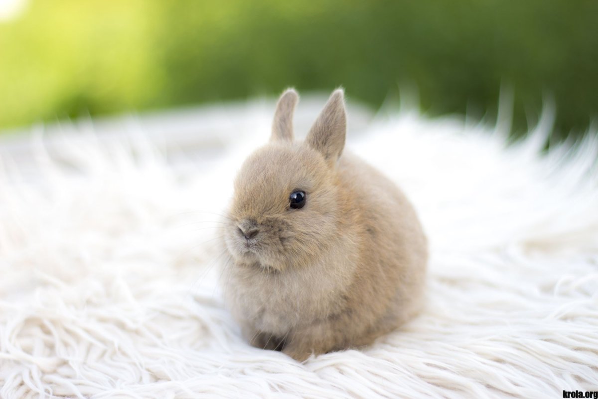 Карликовый кролик золотистый
