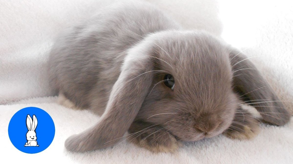 Кролик вислоухий баран рекс сатиновый