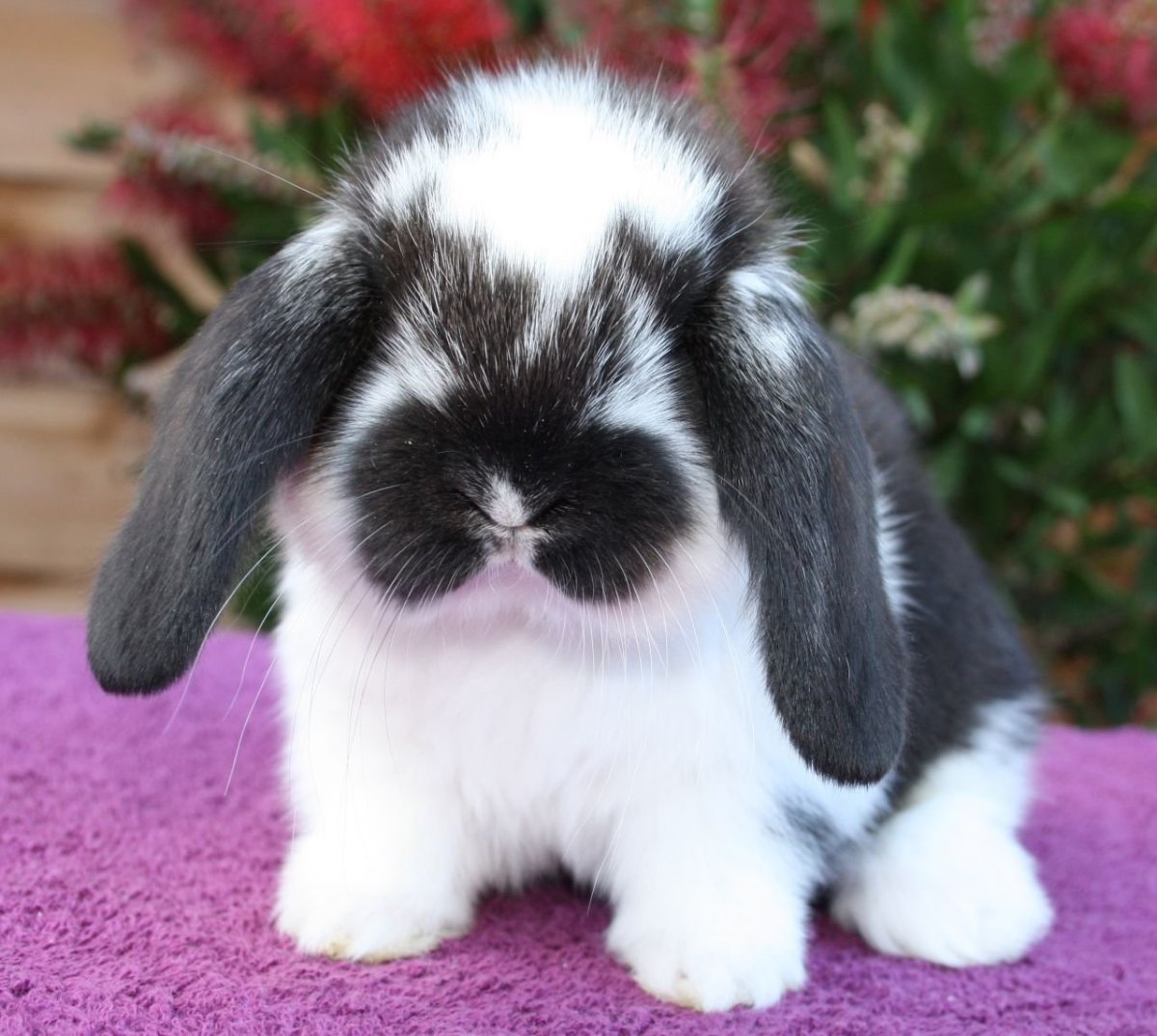 Кролик домашний декоративный