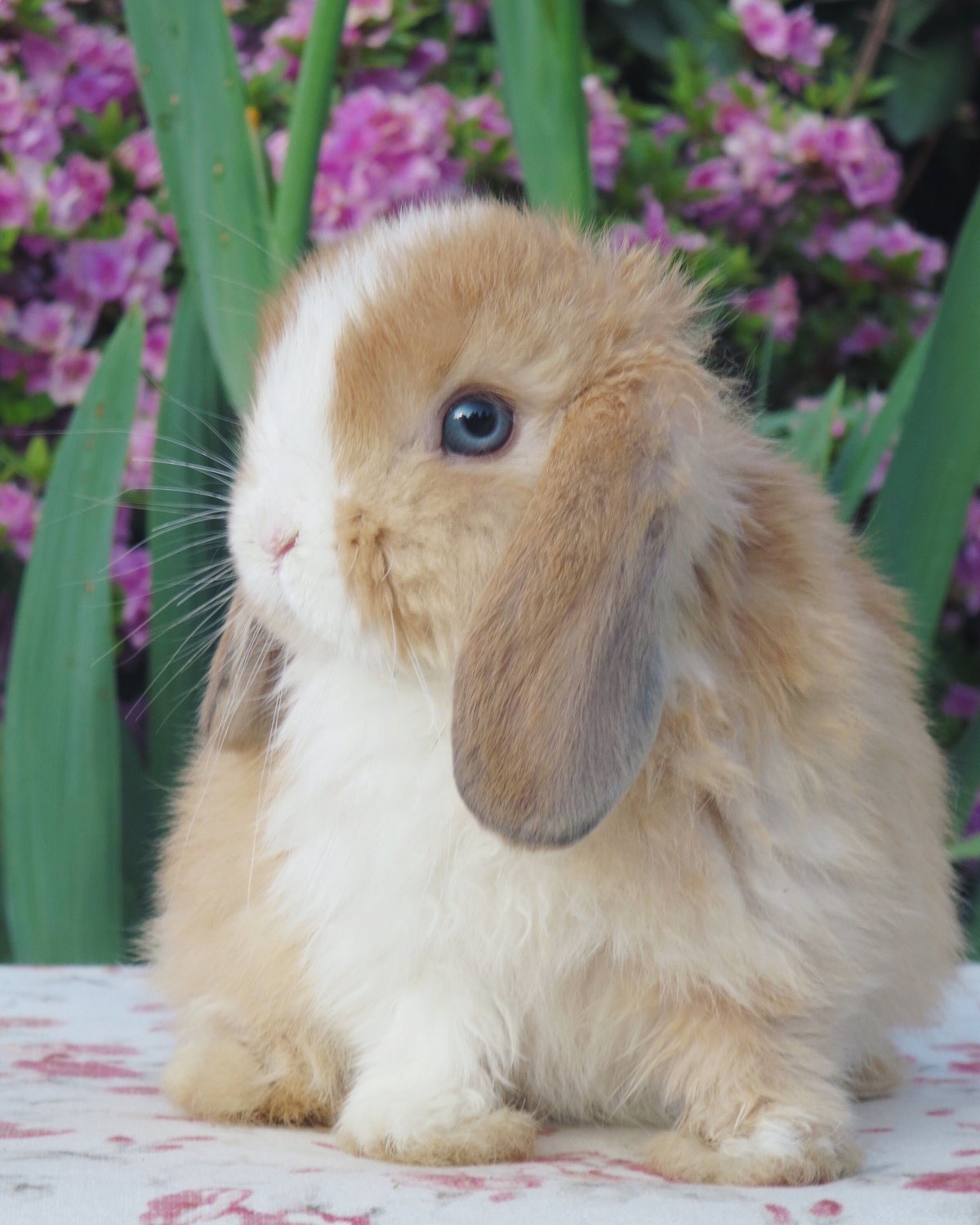 Кролик баран великан