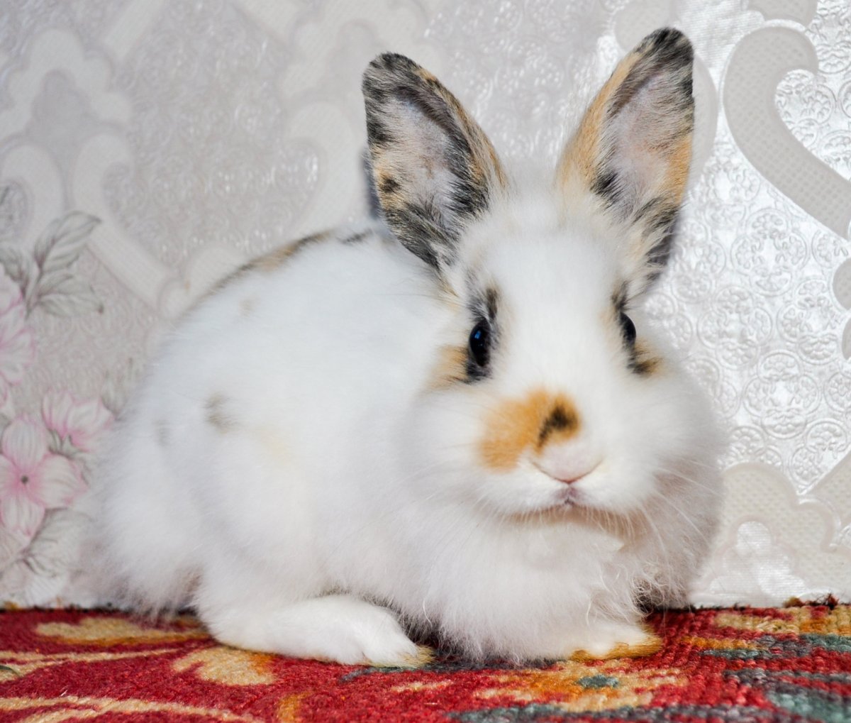 Карликовый Русак кролик