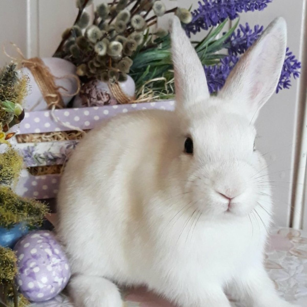 Декоративные кролики беленькие