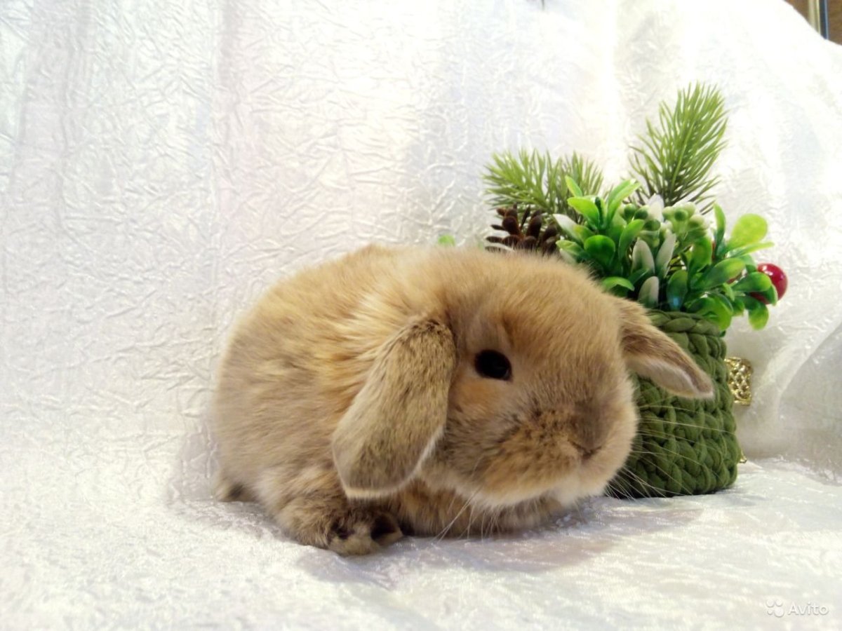 Лисий кролик декоративный