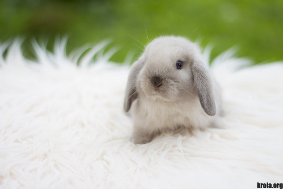 Милый кролик вислоухий