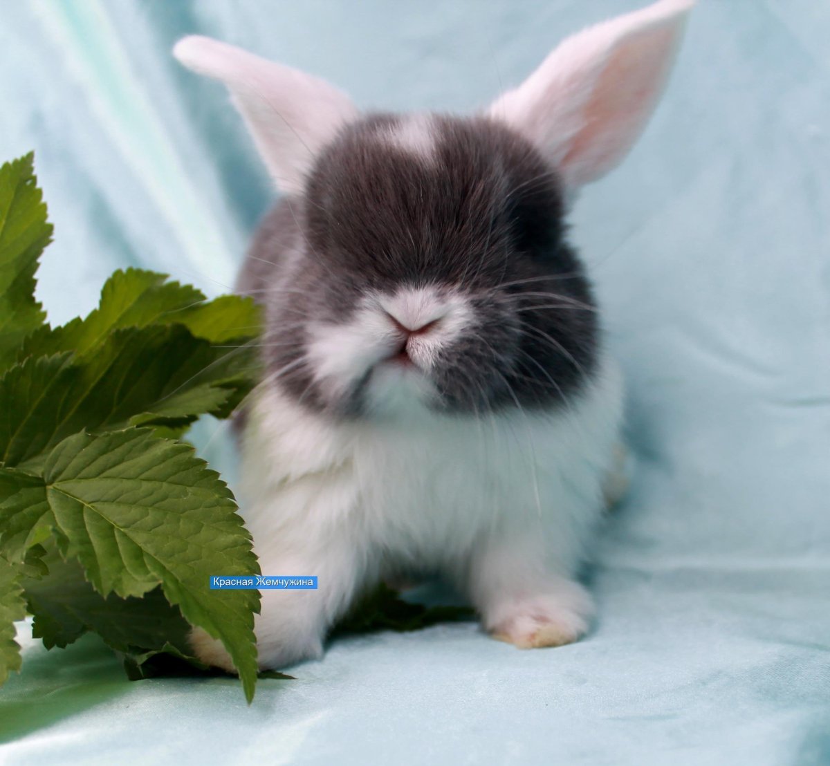 Декоративный кролик