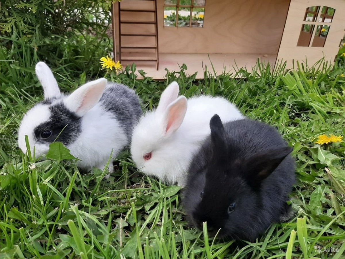 Декоративный кролик