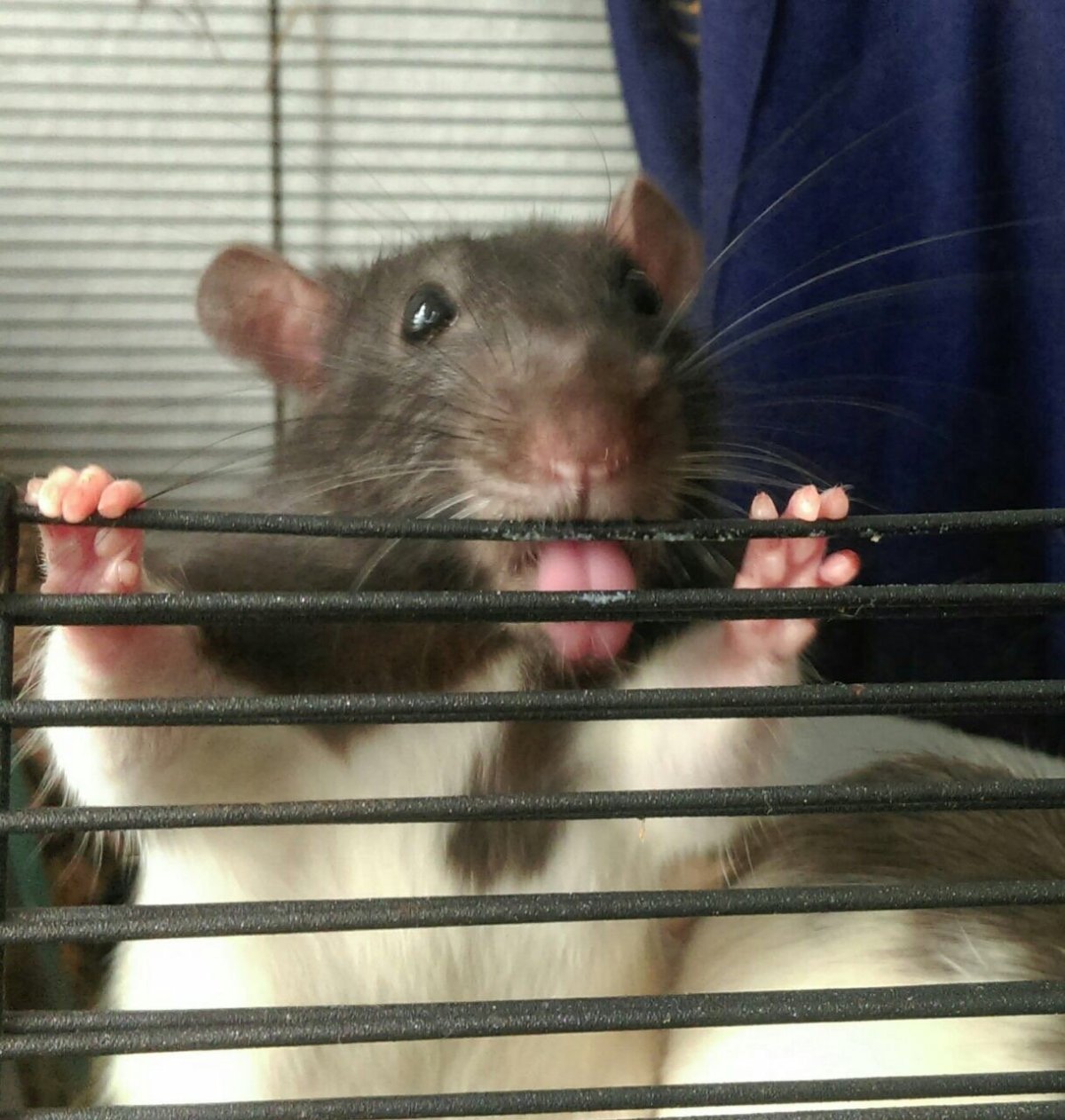 Милая крыса