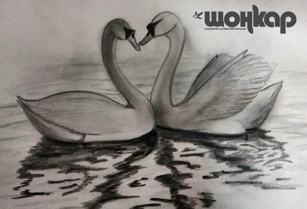 Лебедь рисунок карандашом