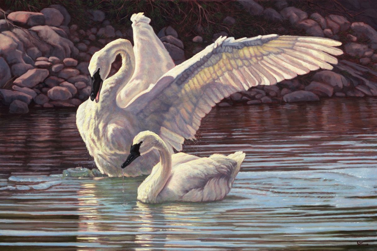 Лебедь в графике