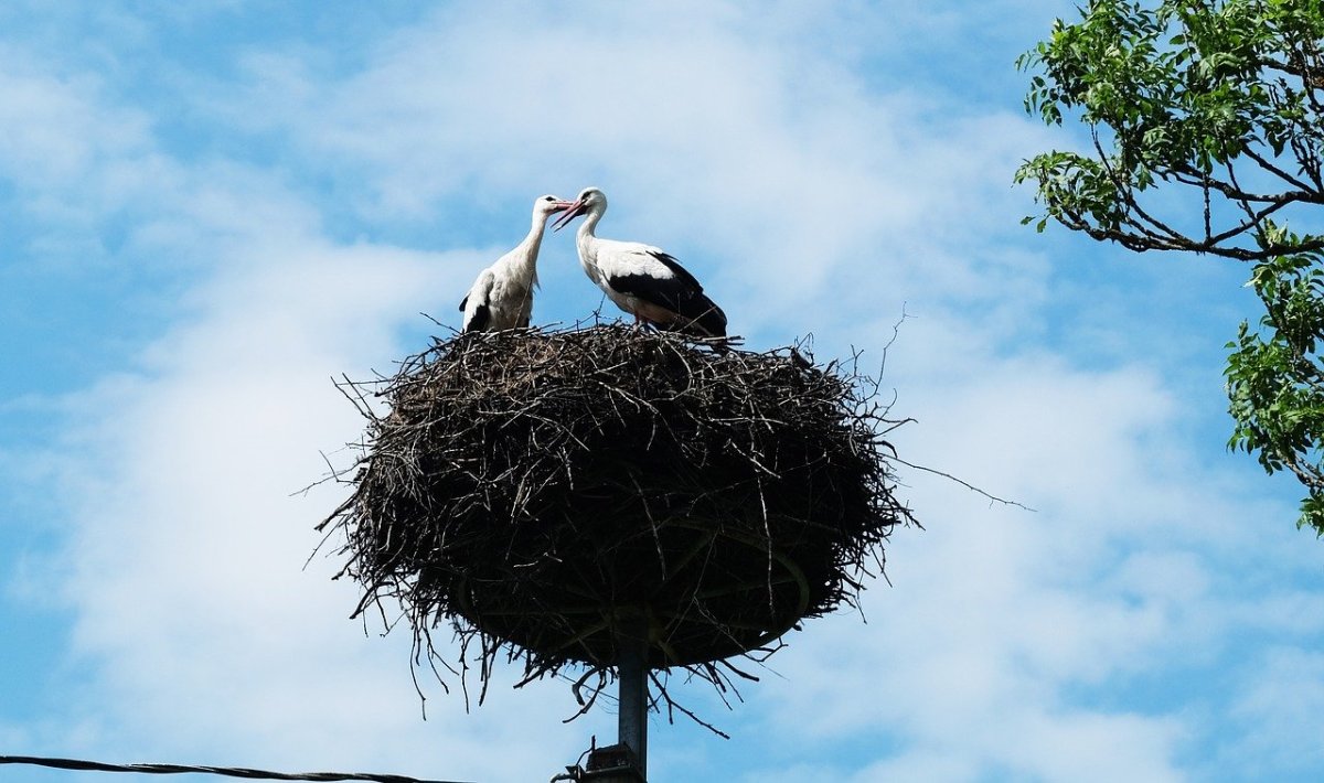 Влюбленные Аисты