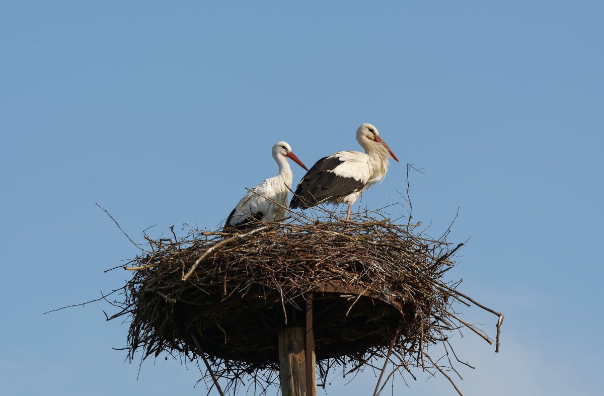 Гнездящиеся птицы Аисты Башкирии