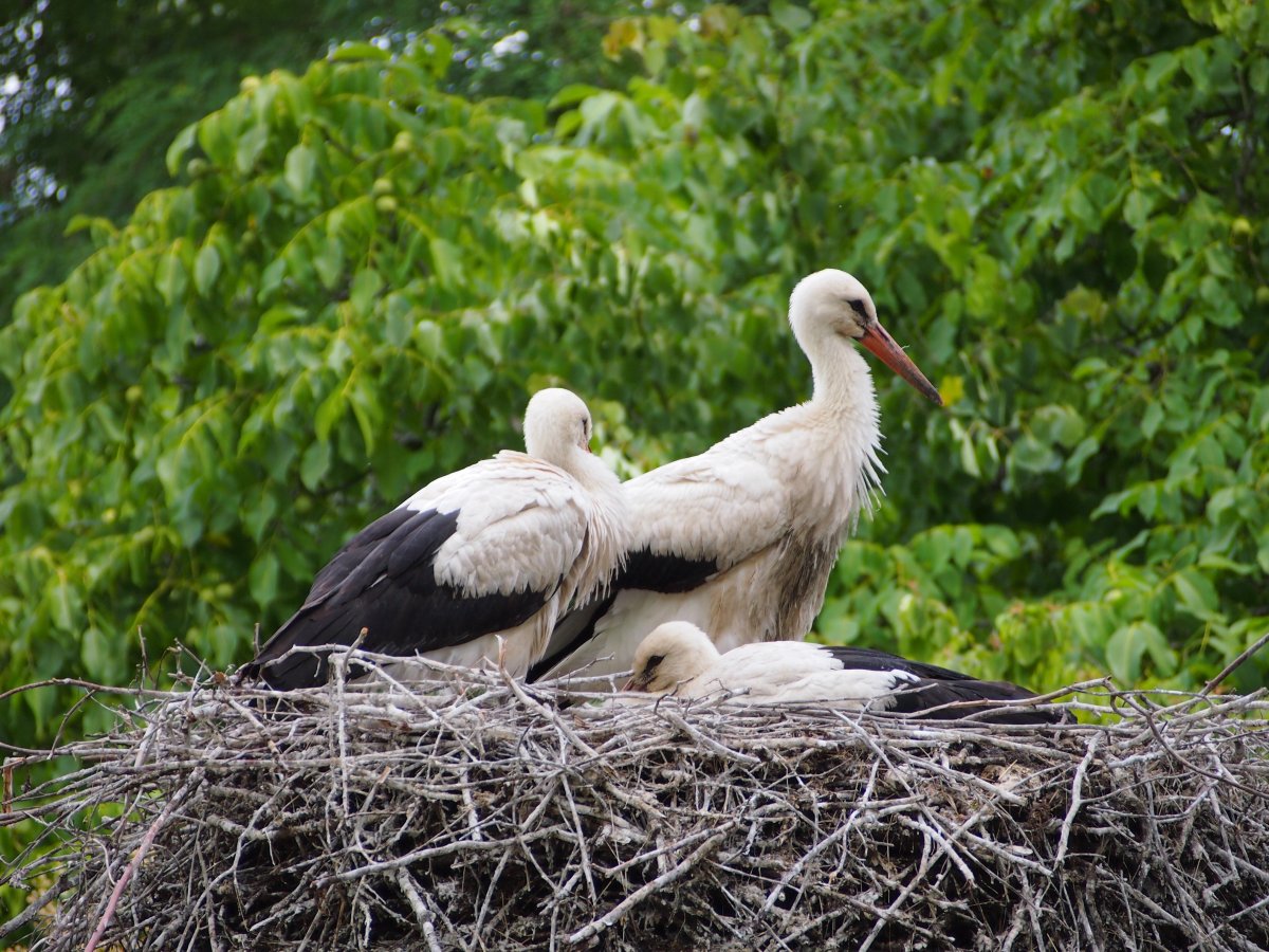 Гнездо журавля
