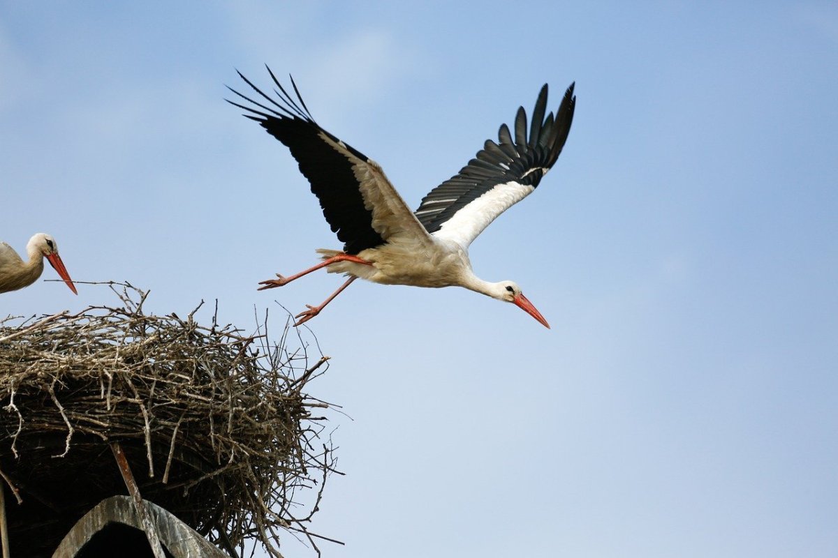 Белый журавль гнездо