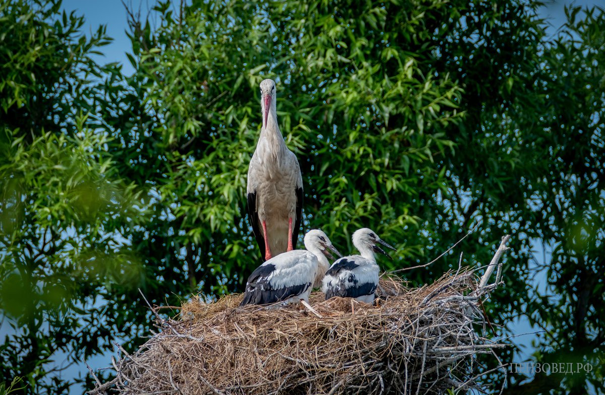 Птенцы аистообразных