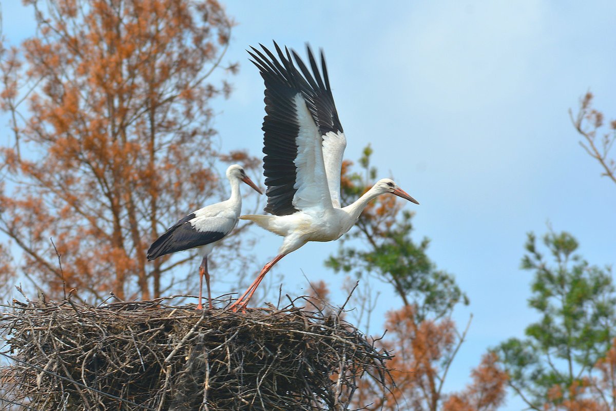 Полесье Аисты
