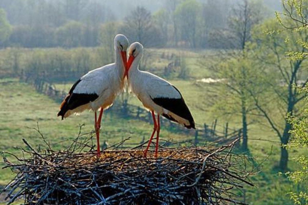 20 Августа Марины Пимены