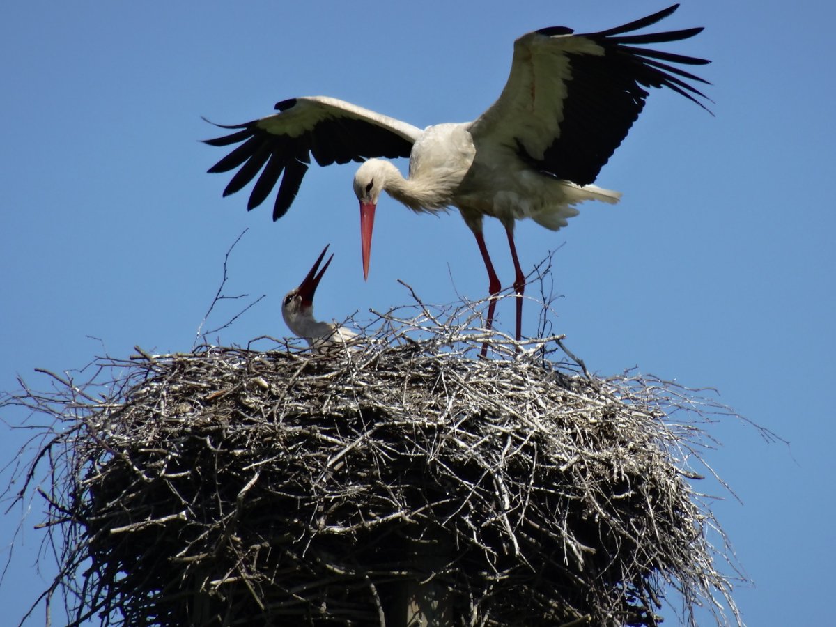 Белый Аист гнездо