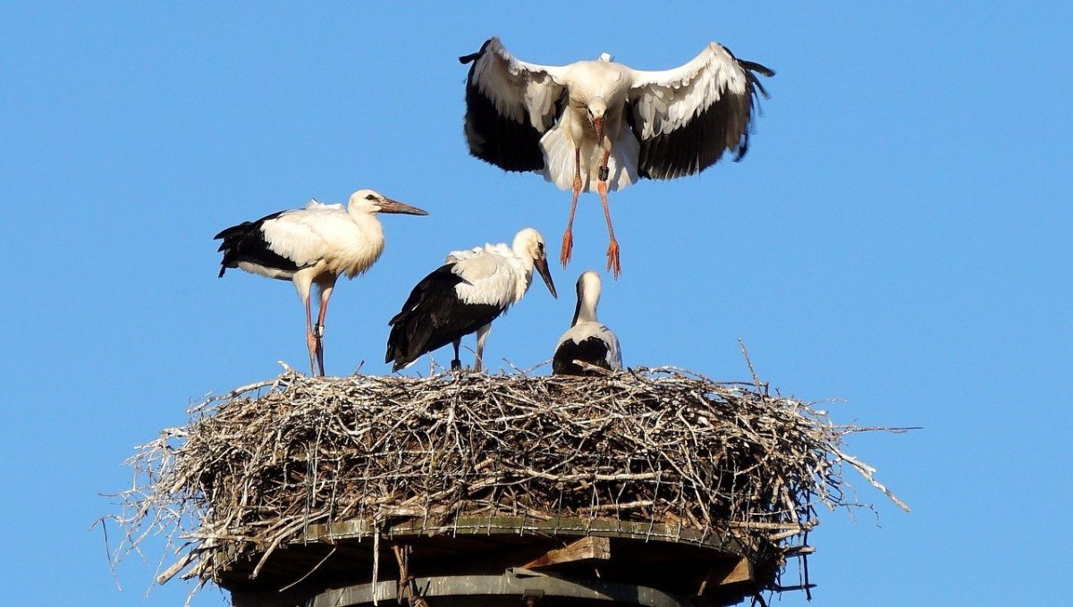 Белый журавль гнездится