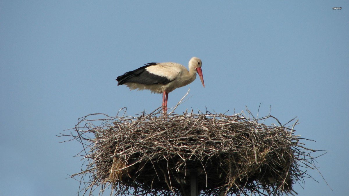 Гнездо аиста для детей