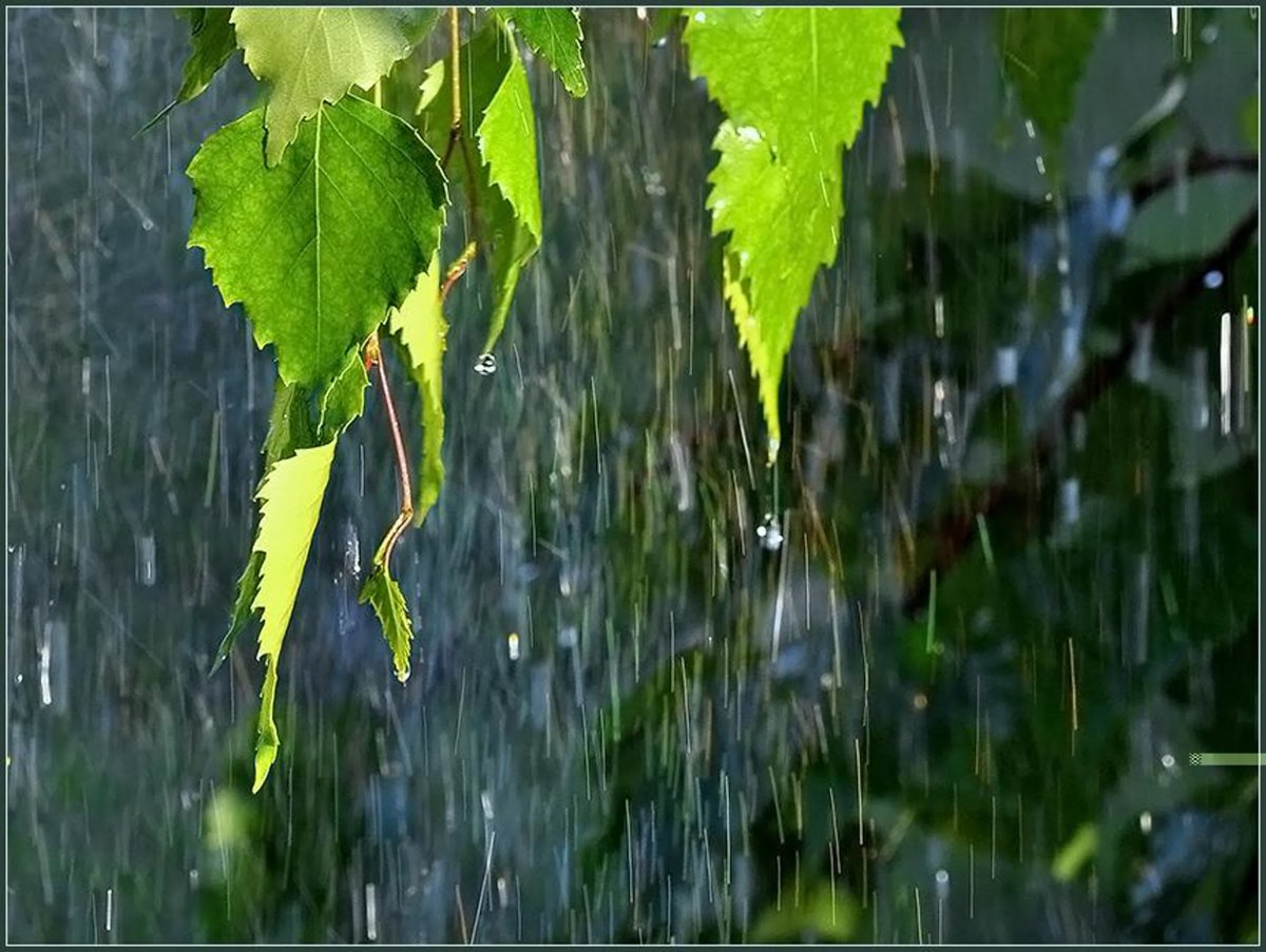 Дождь весной