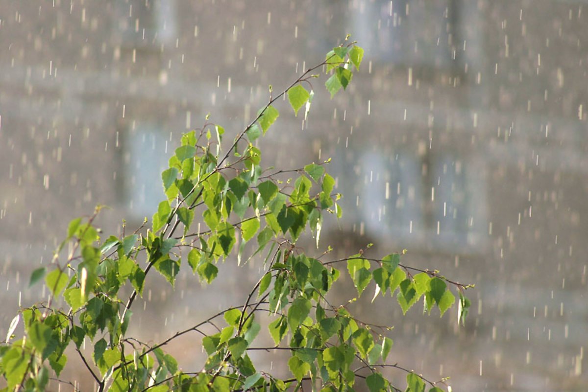 Дождь весной