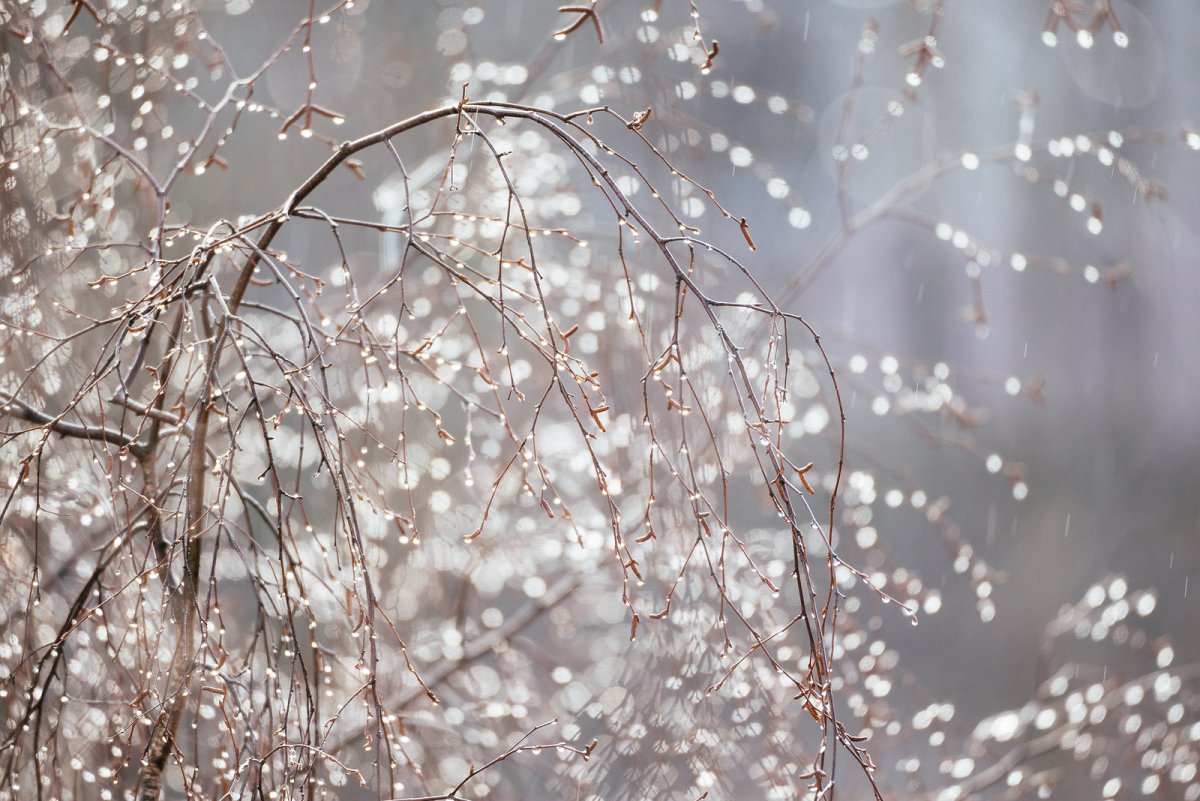 Весенний дождь