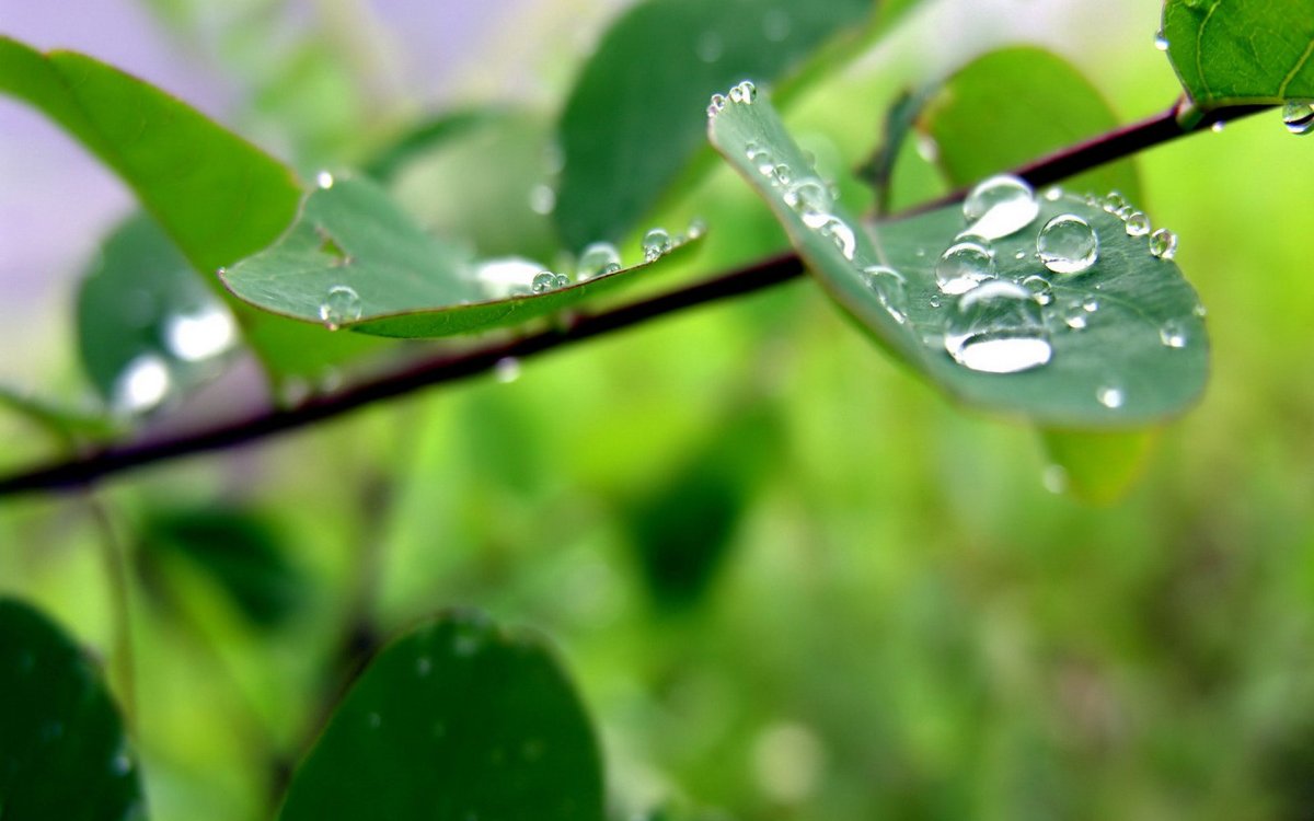 Дождь весной