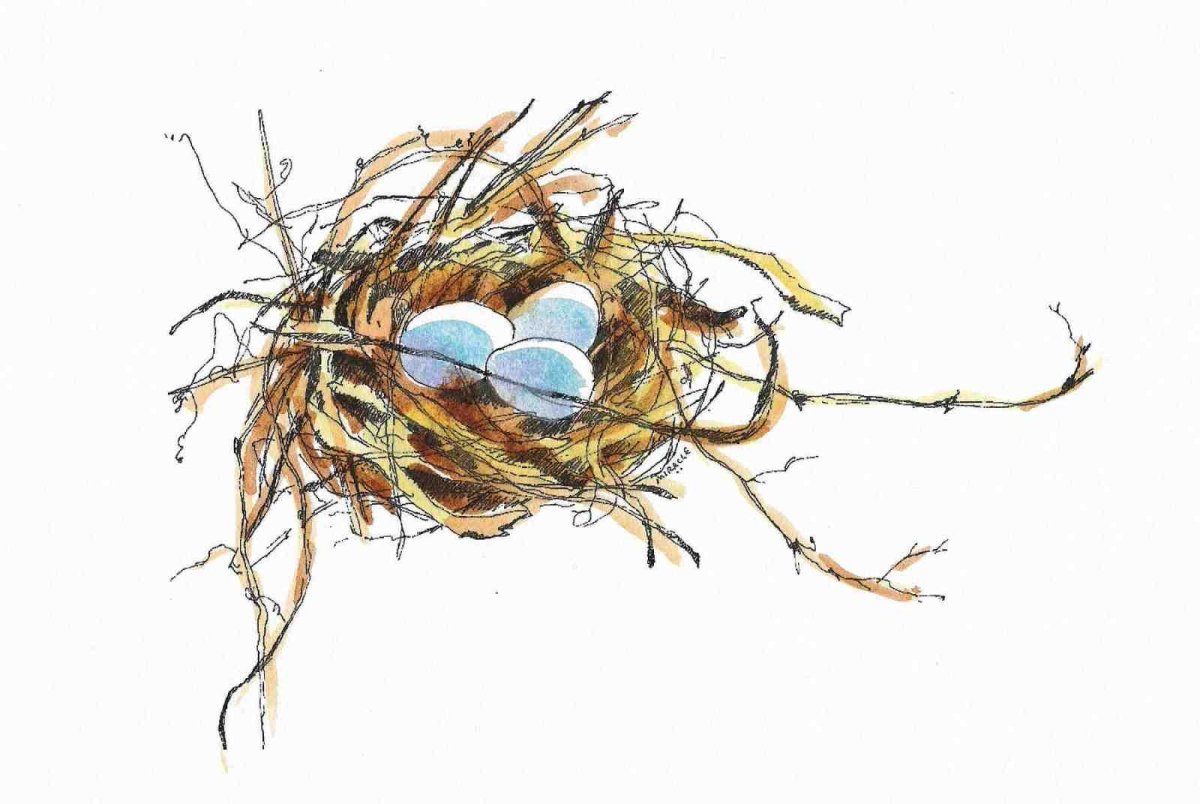 Гнездо акварель