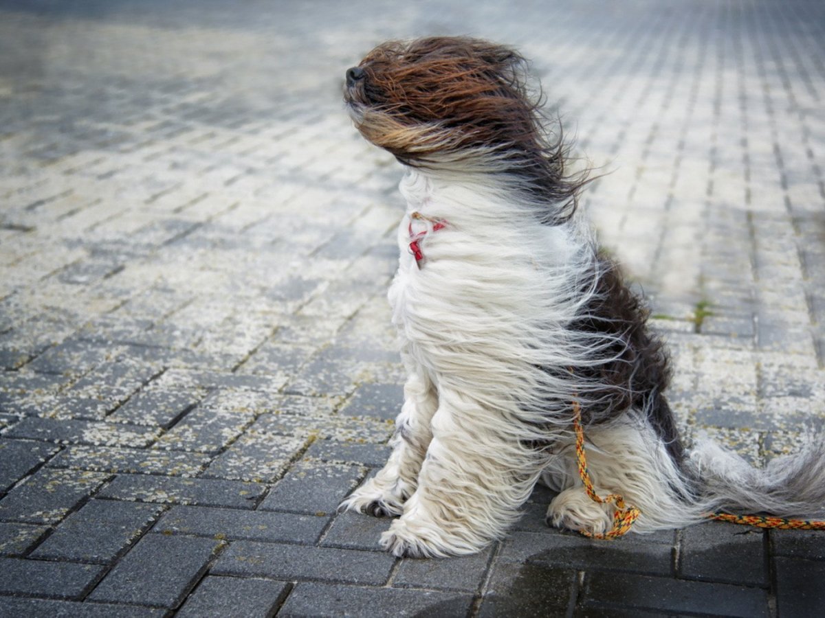 Собака на ветру