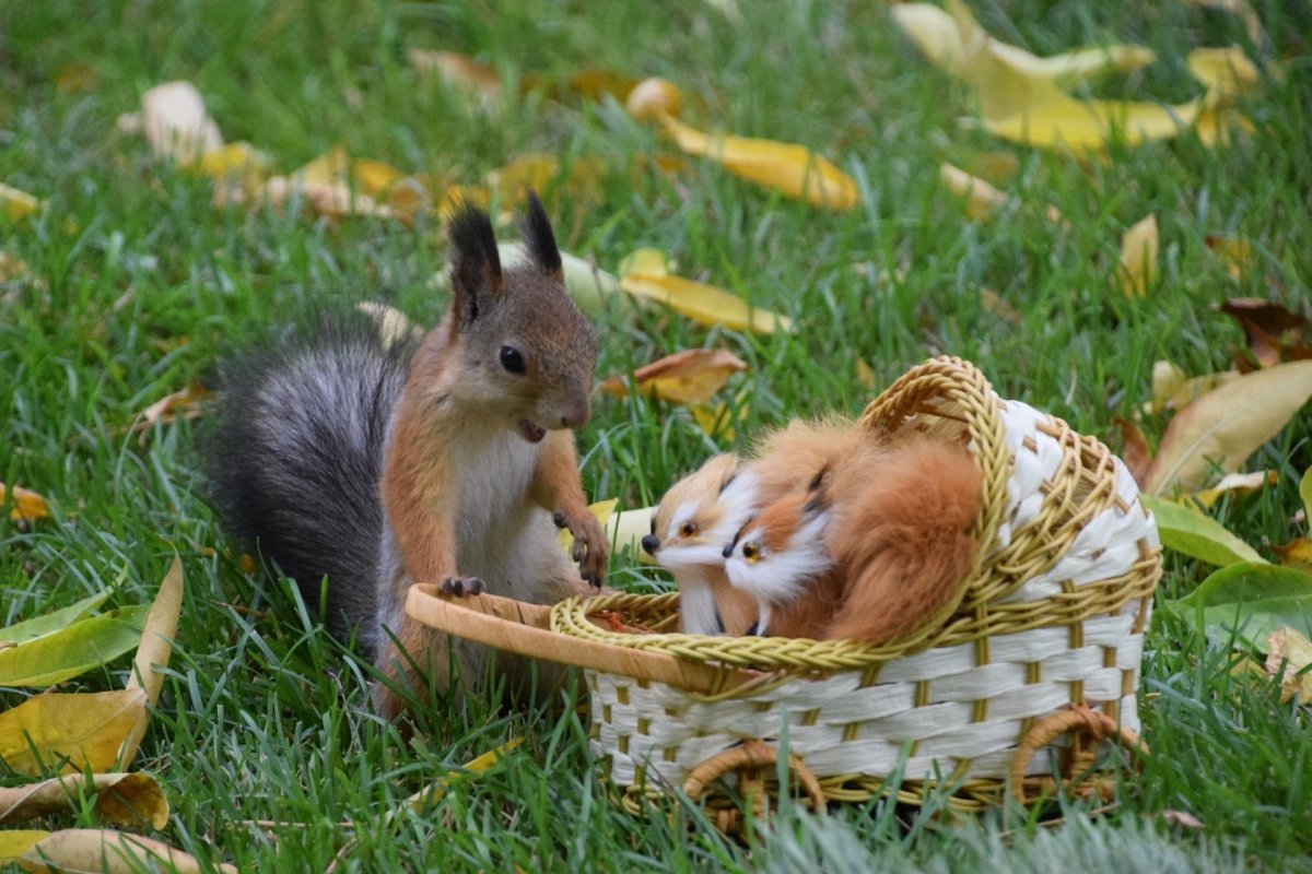 Мовчан художница Яна животные белки