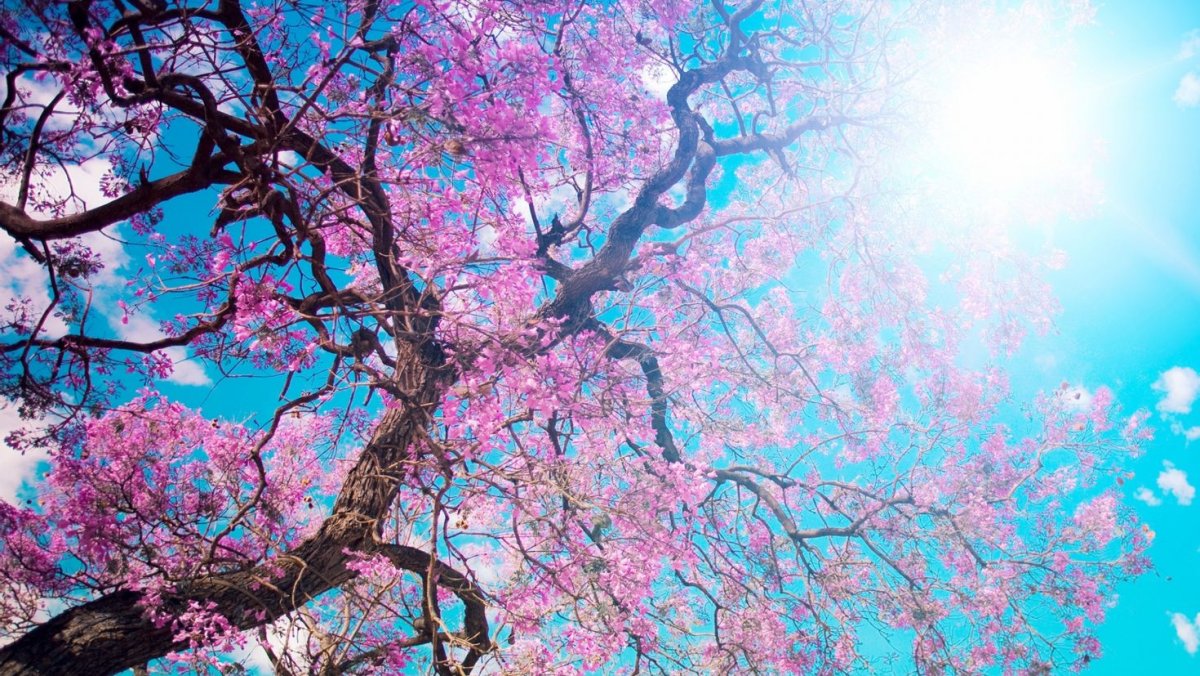 Красивое дерево в лесу