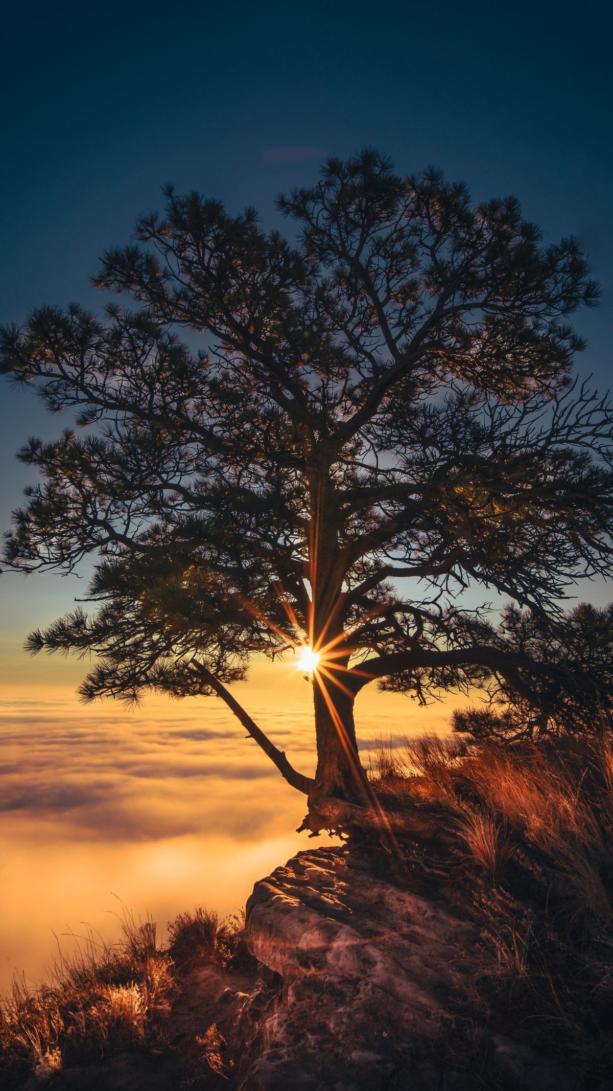 Красивое зеленое дерево