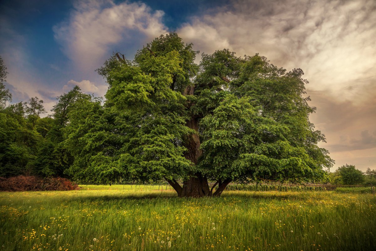 Японские деревья арты