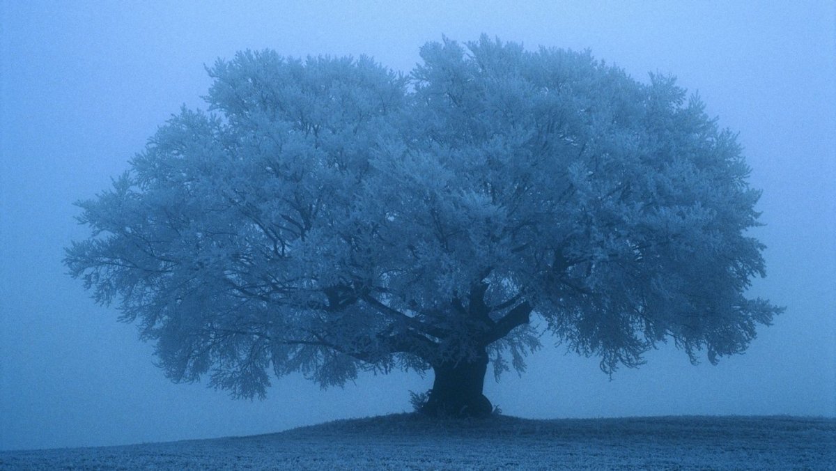 Дерево сердце