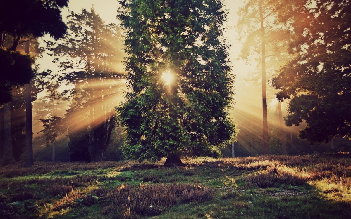 Цветочное дерево