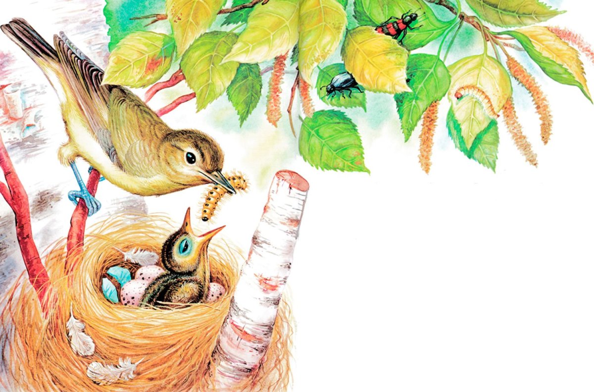 Виталий Бианки Подкидыш иллюстрации